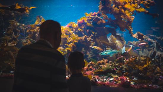 Picture shows two people looking at a kelp-forest