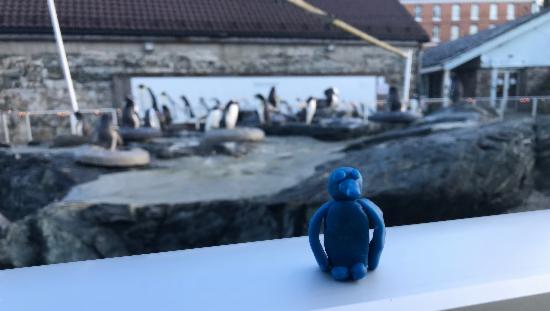 Pingvin i modellerkitt på rekkverk foran de levende pingvinene på Akvariet