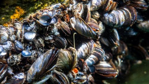 Picture of blue mussels