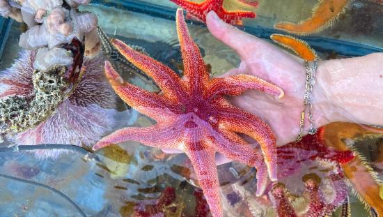 Picture of a starfish